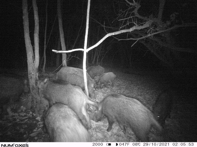 Journée ou weekend découverte de la chasse aux chiens courants