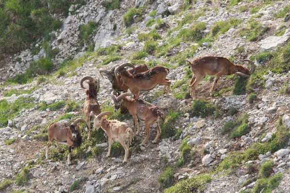 Action grands gibiers du weekend : mouflons, sangliers et chevreuils dans l'Hérault