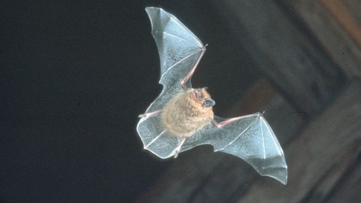 À la découverte des chauves-souris : sortie nocturne