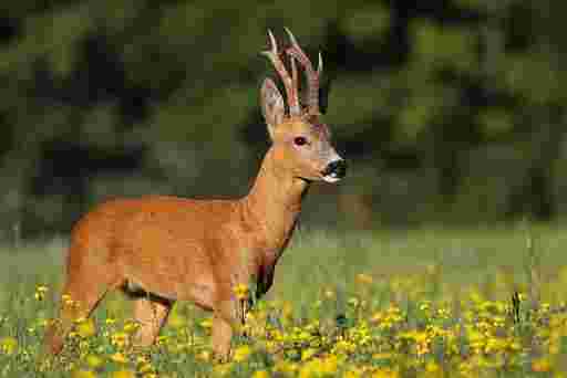 Chasse au chevreuil dans le 62