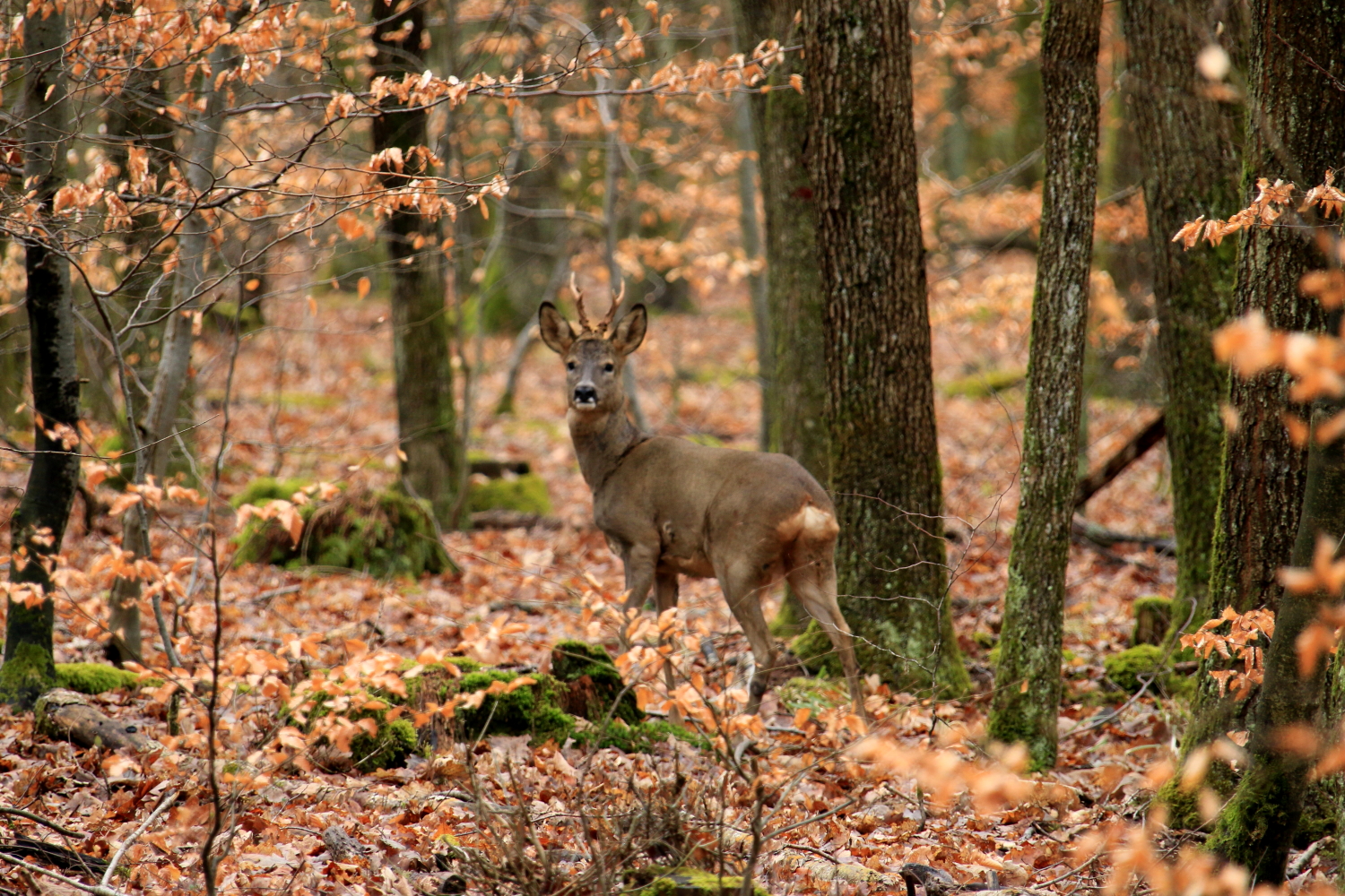 Action de chasse au grand gibier en forêt de Meillant