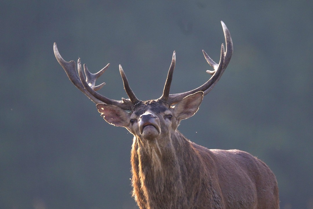 Action Grand Gibier exclusive jeune permis moins de 2 ans - Massif Des Trois Pignons - Forêt de Fontainebleau