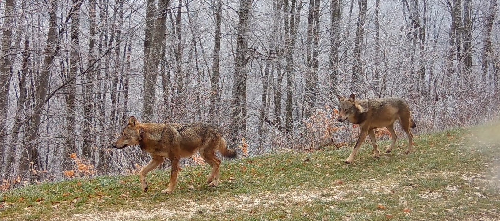 Sortie "Sur les traces du loup", dans le Vercors