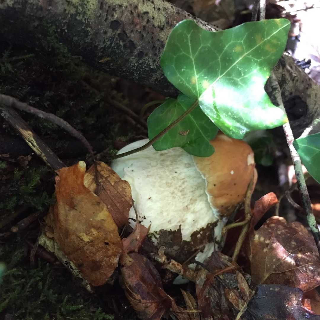 Sortie Cueillette de Champignons : cèpes, girolles, trompettes de la mort dans la Meuse