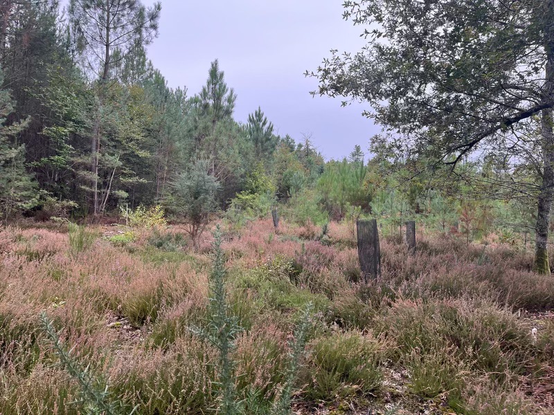 Journée de battue au grand gibier au coeur de la Sologne