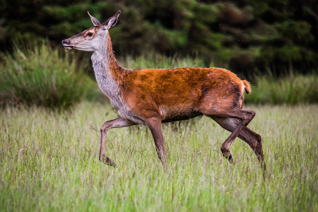 Action de chasse au grand gibier en Touraine