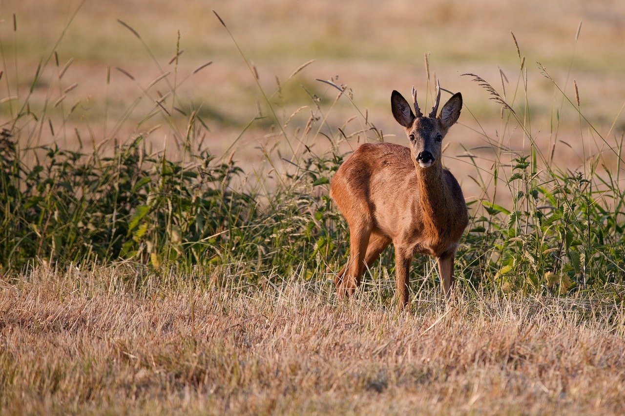 Journée de chasse