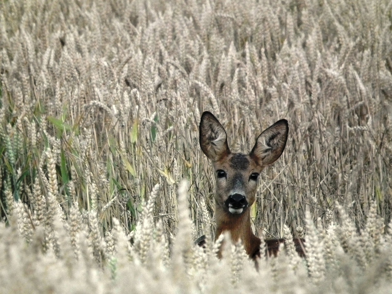 Action de chasse au grand gibier entre Aube et Côte d'Or