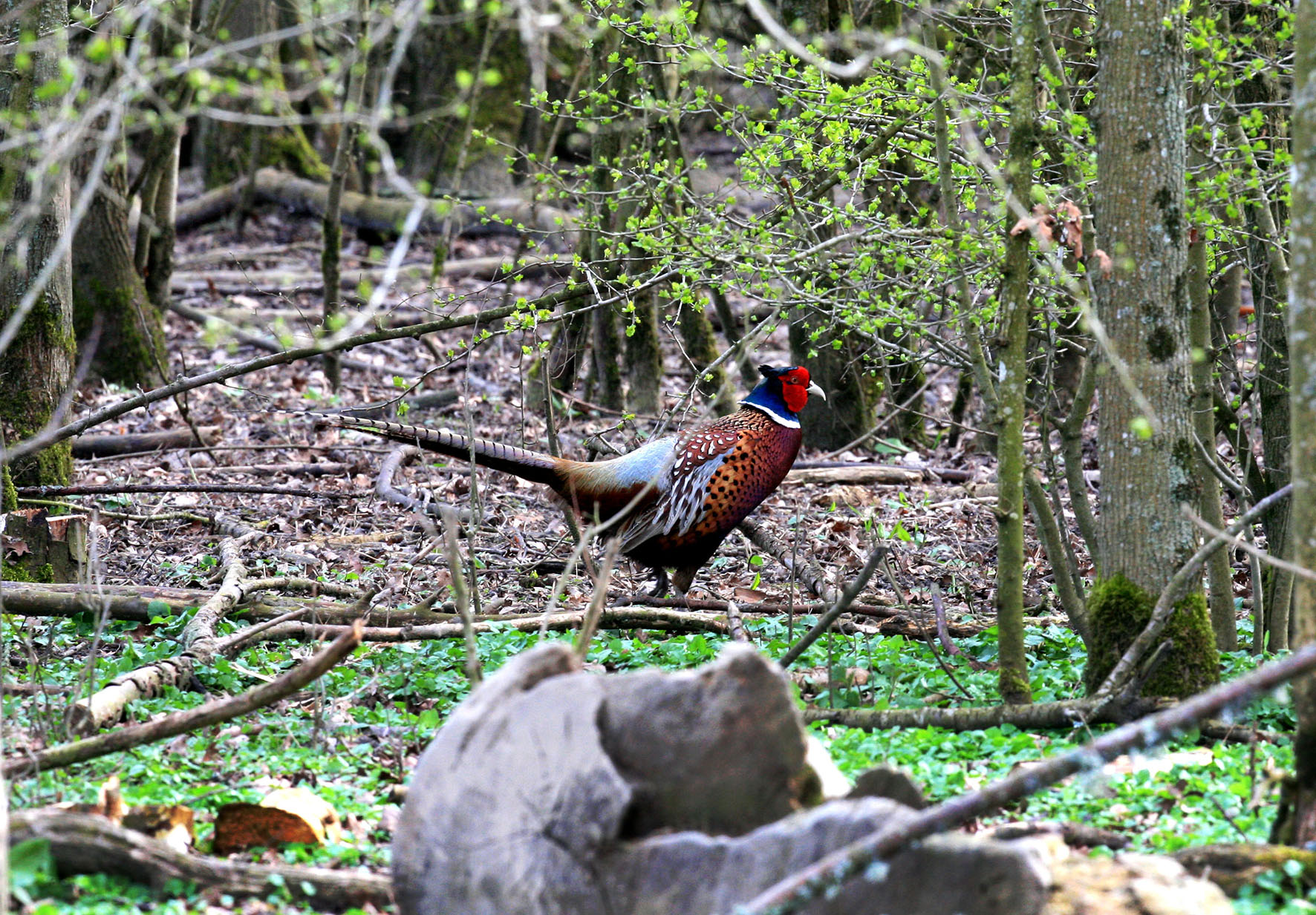 Chasse aux faisans et canards