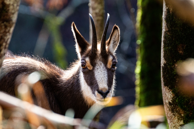 Bracelet de jeune chamois à l'approche dans les Hautes-Alpes