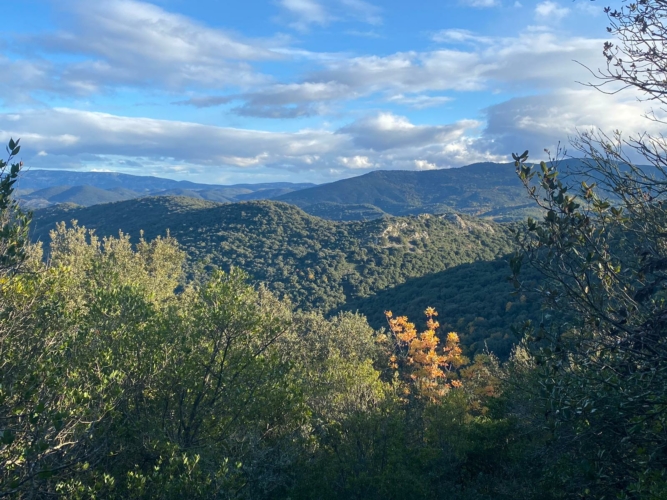 Journée grands gibiers dans l'Aude