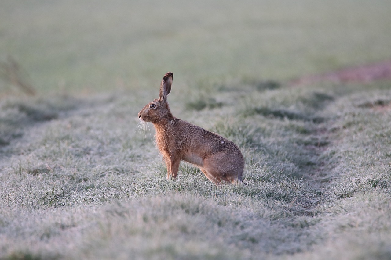 Action chasse petit et gros gibier