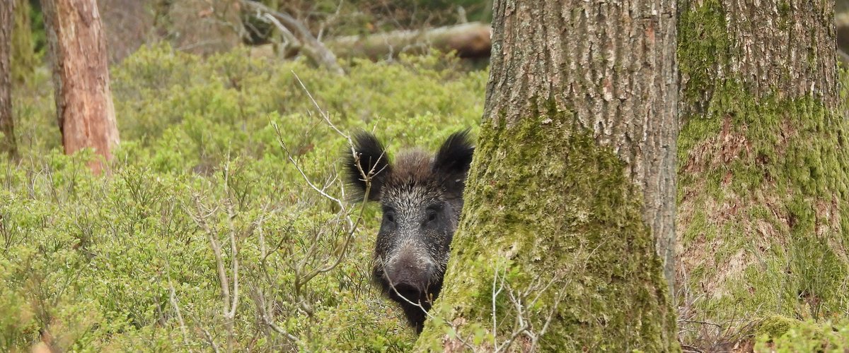 Action de chasse grand gibier en Mayenne