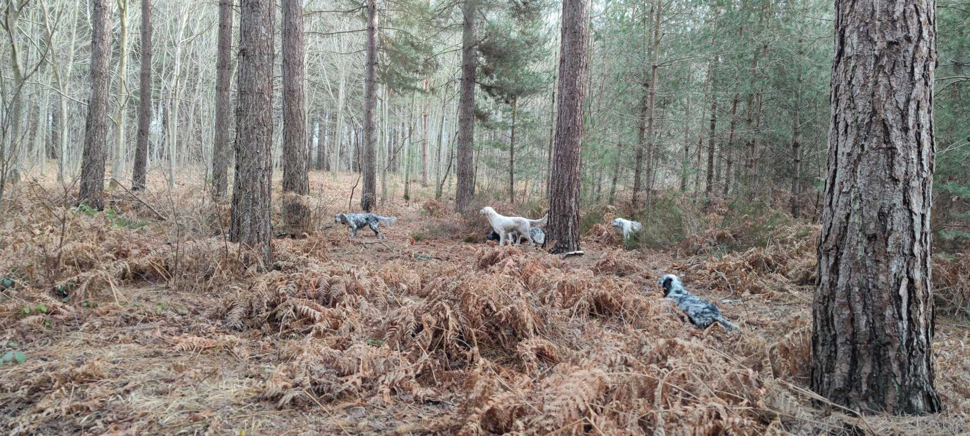 Action bécasse dans l'Eure