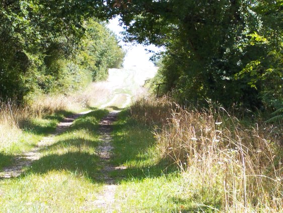 Journée de chasse au grand gibier en Sologne