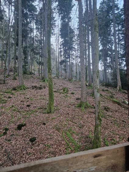 Part de chasse en battue dans le Bas-Rhin