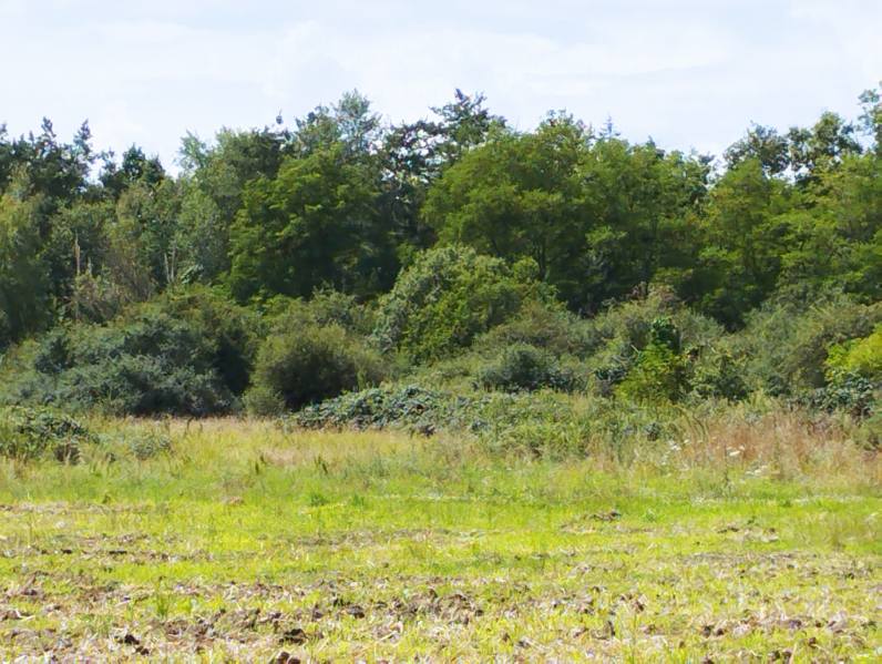 Action de chasse au grand gibier en Sologne