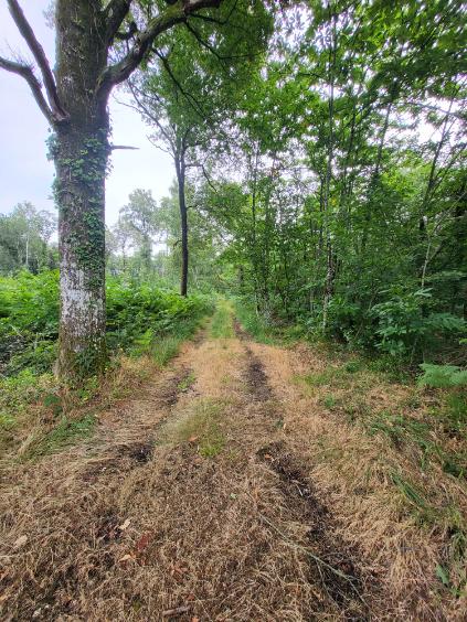 Action de chasse au grand gibier dans les Deux-Sèvres