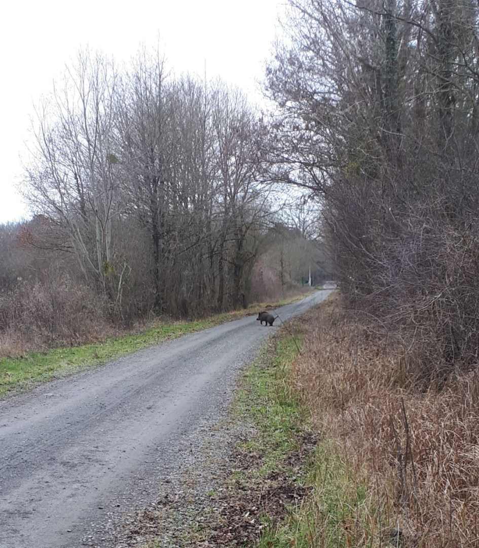 Action de chasse au gros gibier en battue près de Durtal