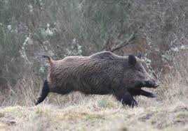 Action de chasse en battue dans la Marne