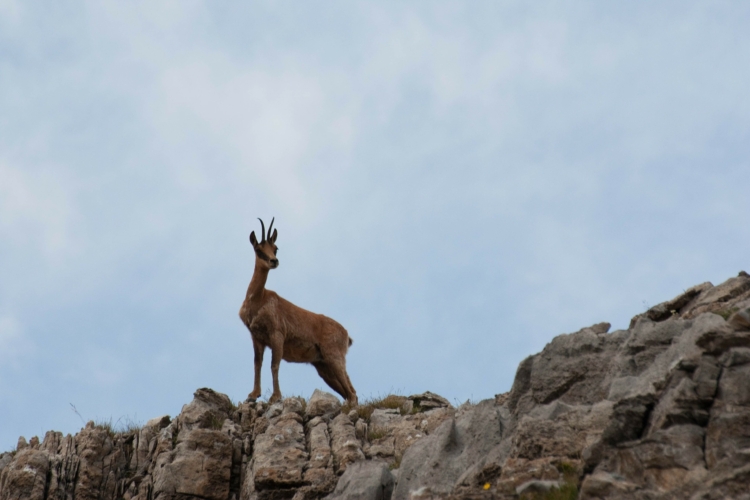 Bracelet d'Isard dans les Hautes-Pyrénées