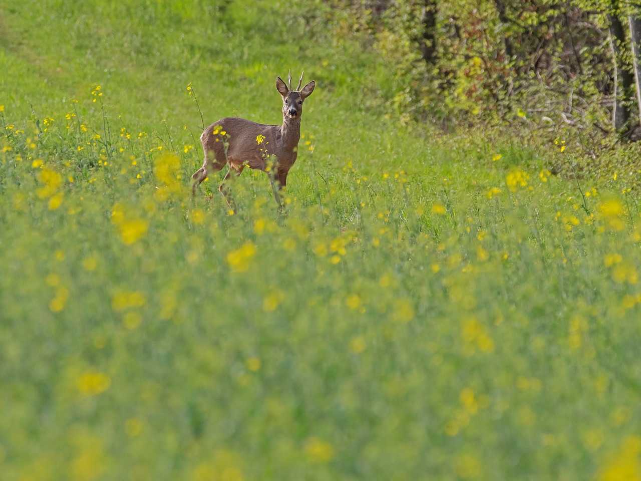 Battue aux chiens courants en Ille et Villaine