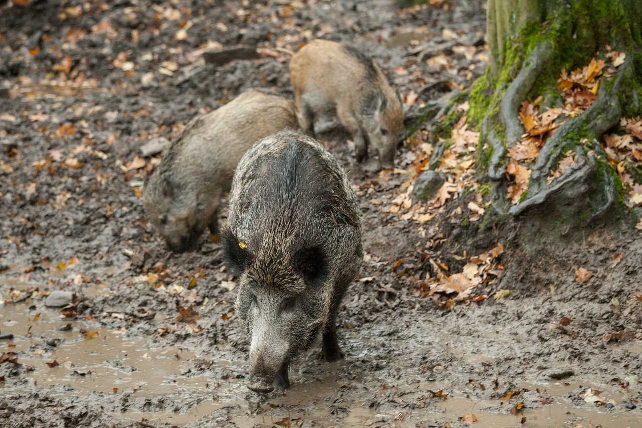 Action du lundi grand gibier en Sologne