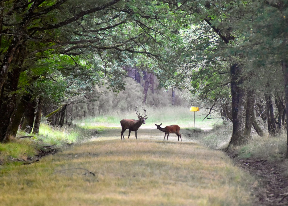 Journée de battue au grand gibier au nord de Dijon