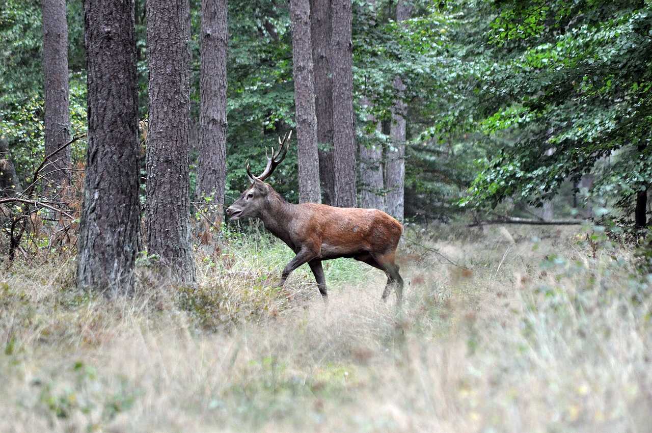 Dimanche grand gibier dans les Vosges