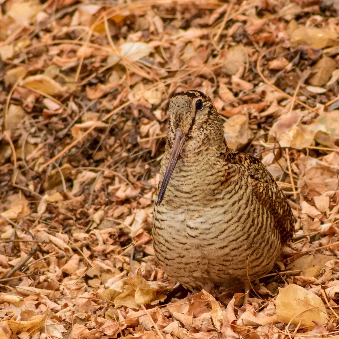 Journée à la bécasse dans le Calvados