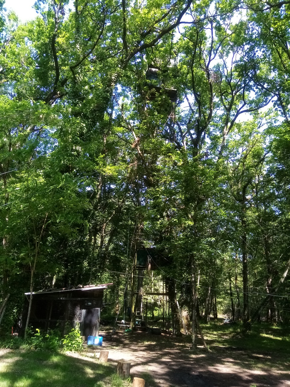 Journée de chasse en palombière