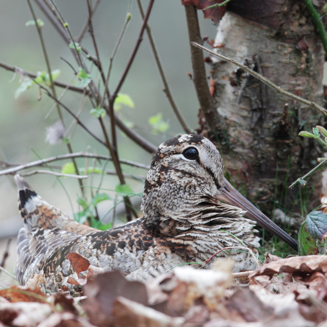 Journée de chasse petit gibier migrateur, en Charente-Maritime