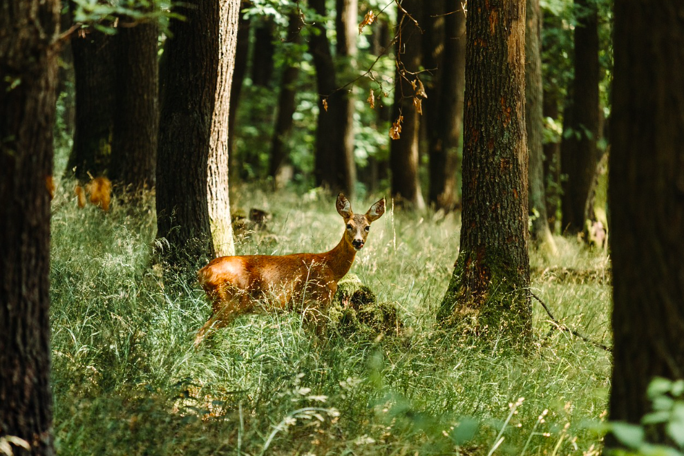 Action de chasse en traque-affût dans l'Orne