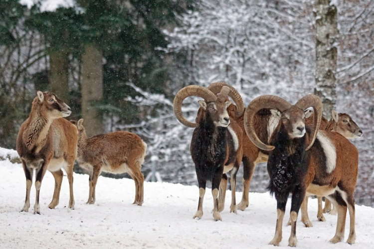 Bracelet de mouflon à l'approche dans les Hautes-Alpes