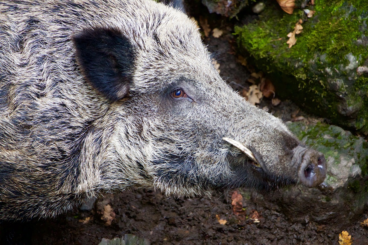 Chasse au sanglier dans l'Hérault