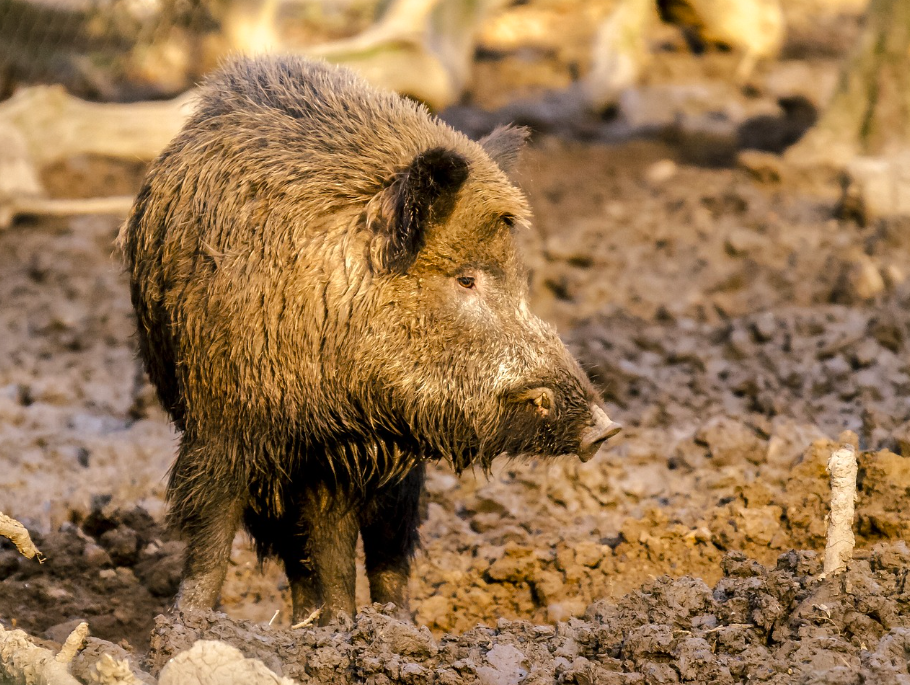 Action de chasse affût, battue et gibier d'eau en Moselle