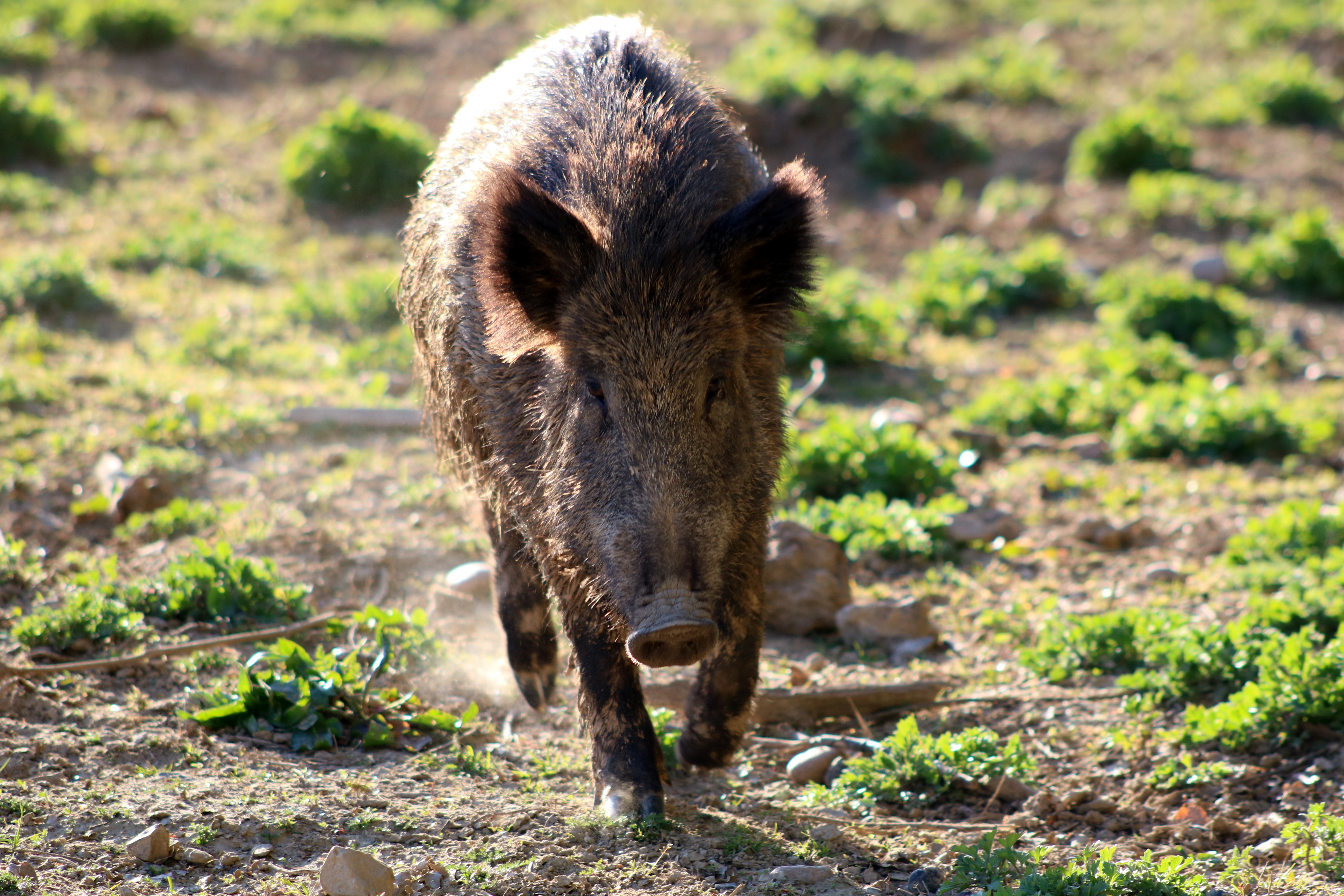 Action de chasse au grand gibier dans l'Yonne