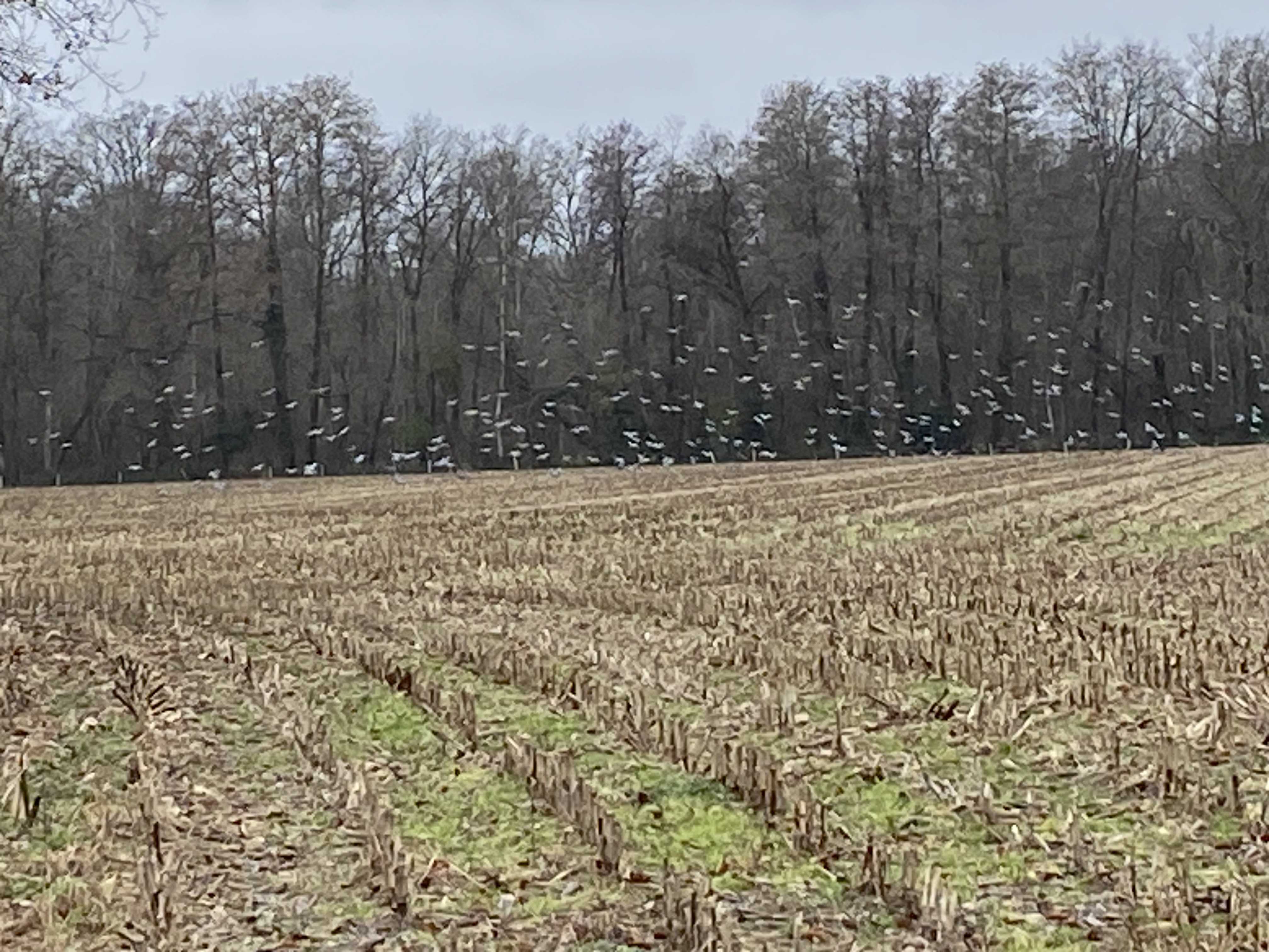 Action de chasse au pigeon le long de la Loire