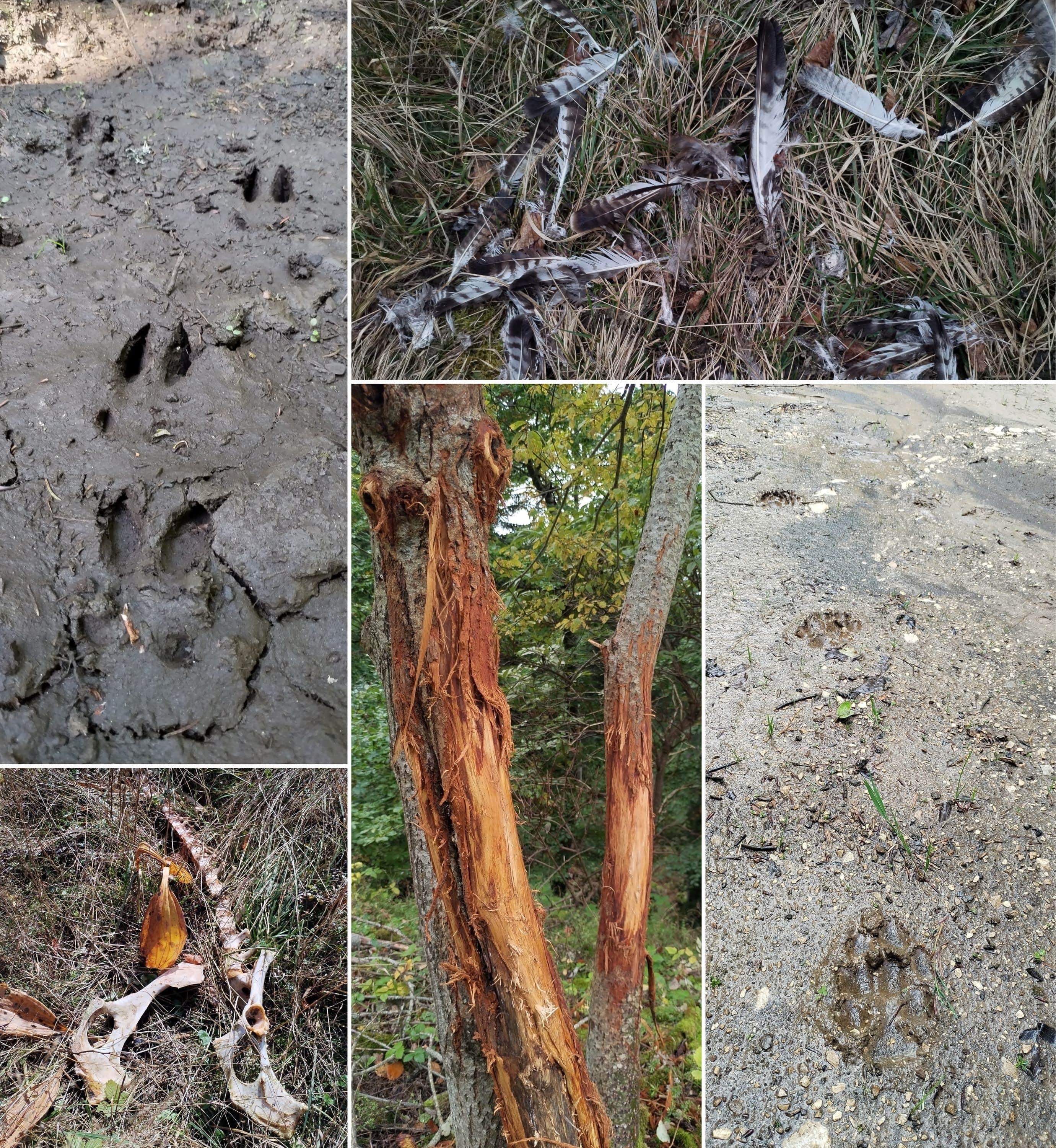 Pistage animalier dans le Vercors