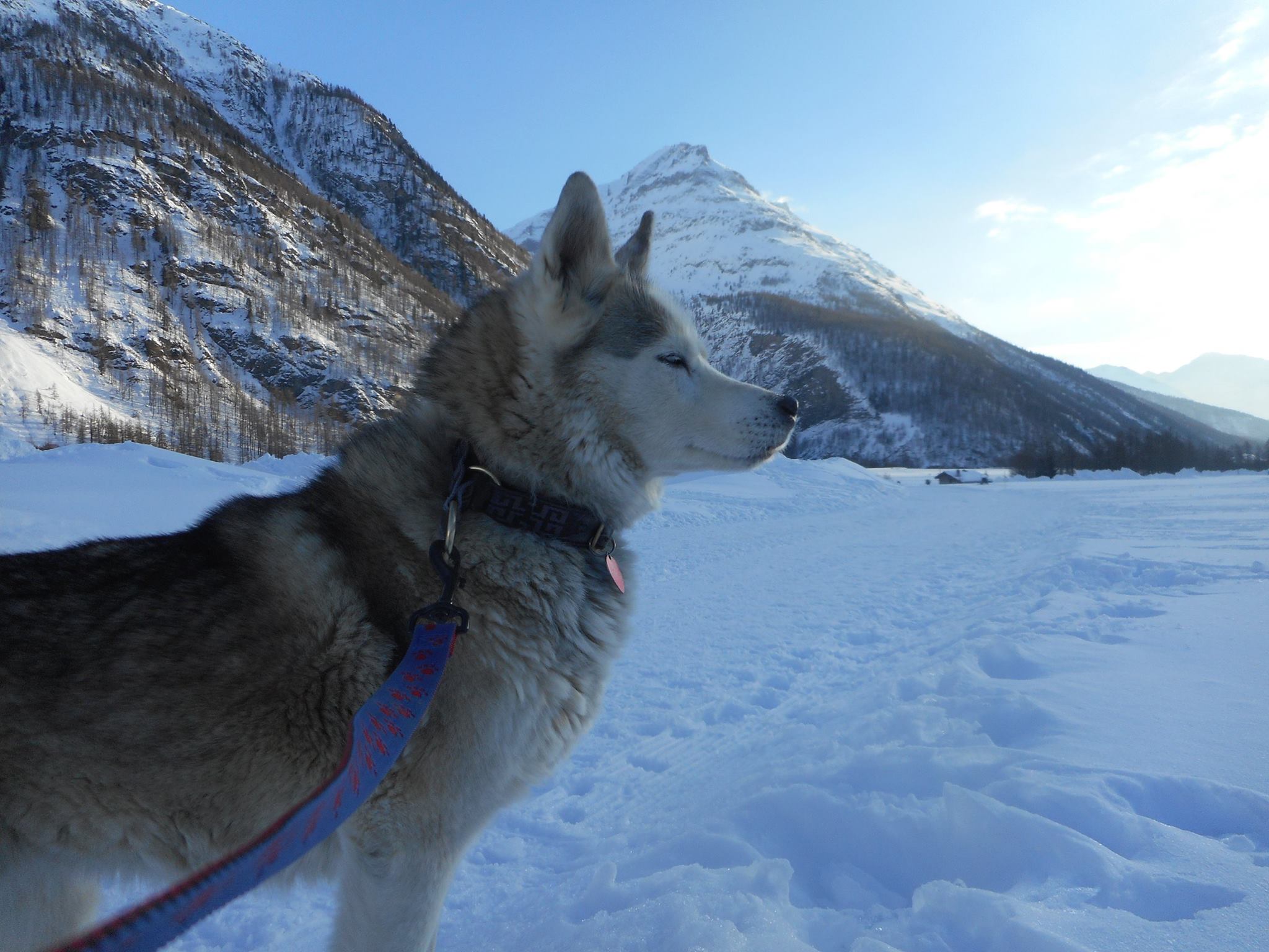 Une randonnée en duo avec un chien de traineau, Drôme