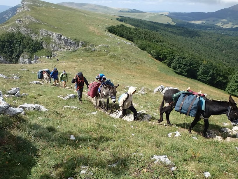 Une Randonn E En Libert Avec Des Nes Vercors Woodland