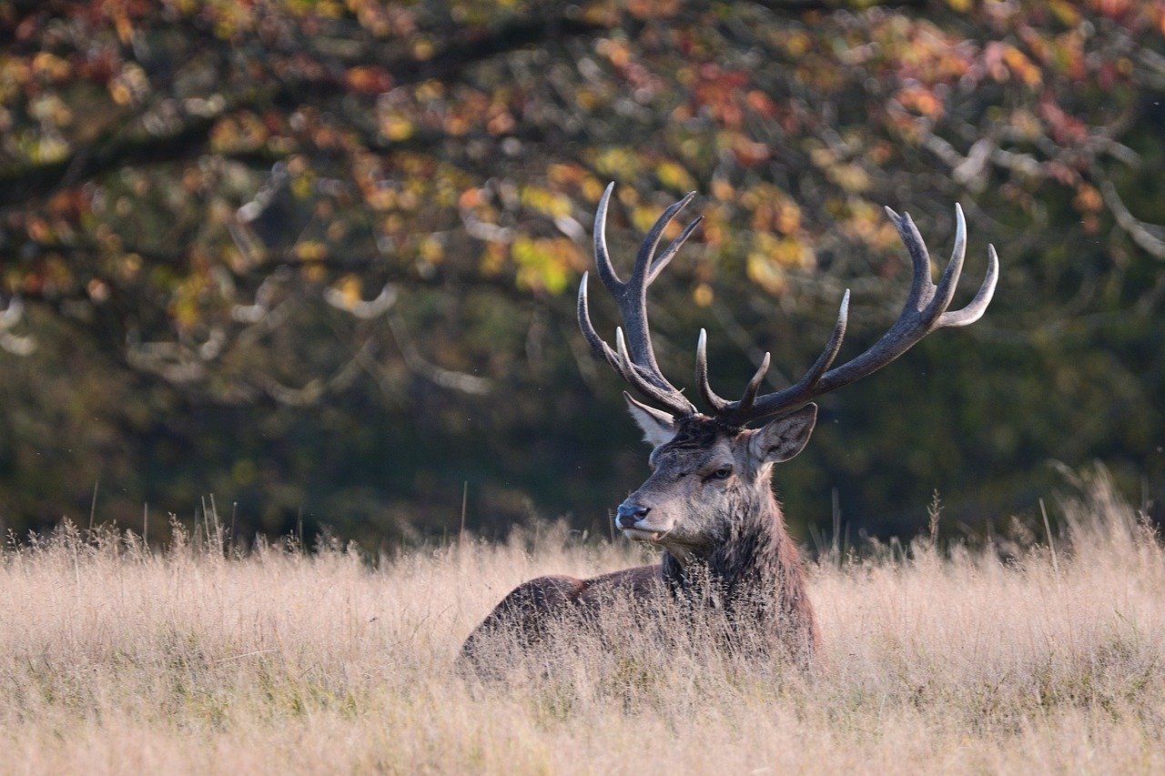 Bracelet de cerf à l'approche en Haute-Garonne