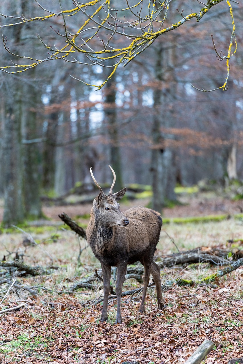 Action de chasse postés en Côte d'Or