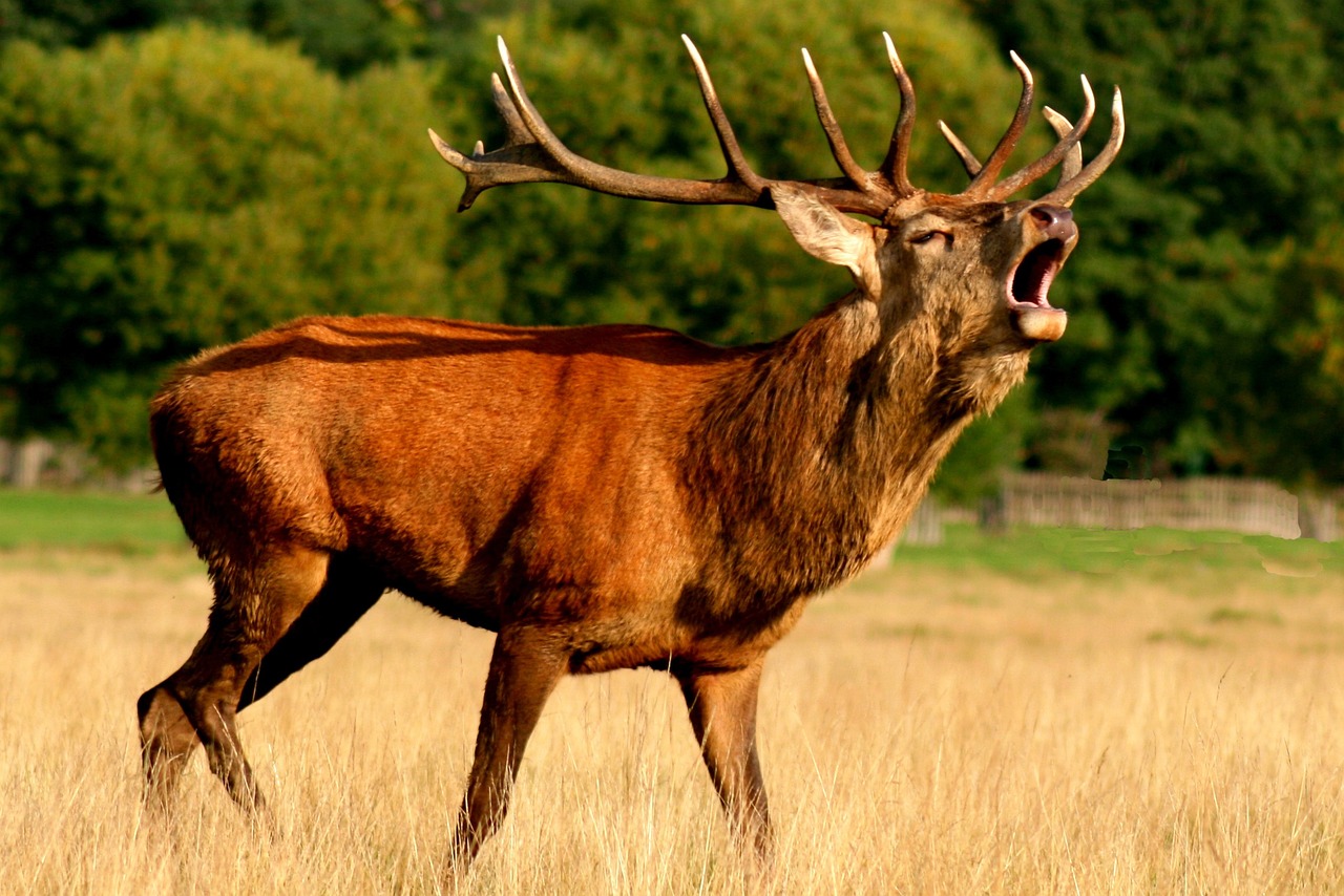 Sortie au brame du cerf en Sologne