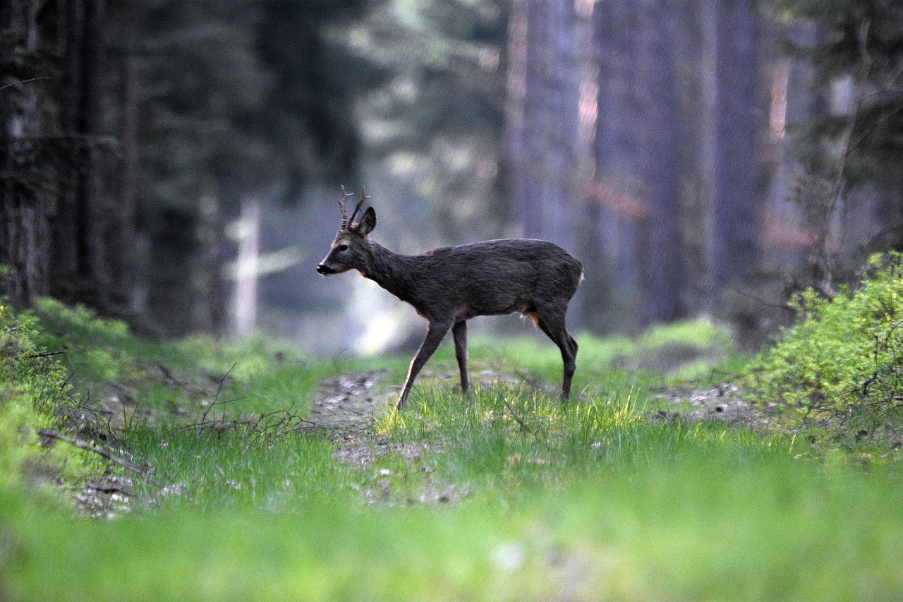 Action de chasse en battue et tir d'été dans l'Ain