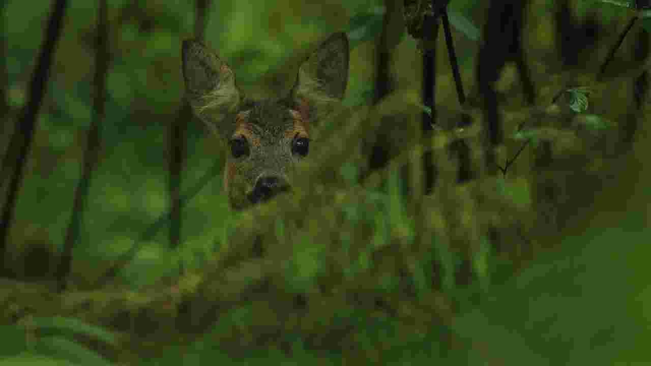 Journée de chasse au grand gibier dans le Vexin français