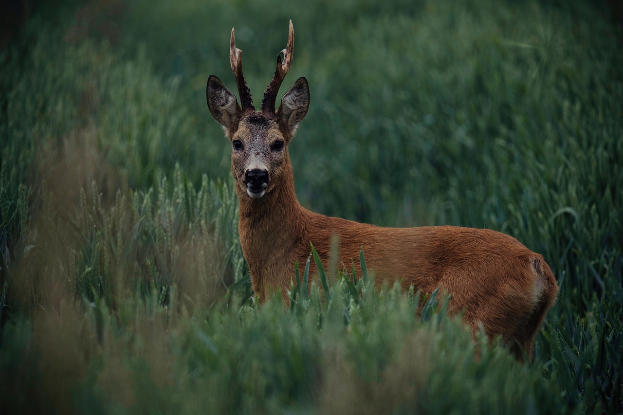 Journée de chasse au grand gibier