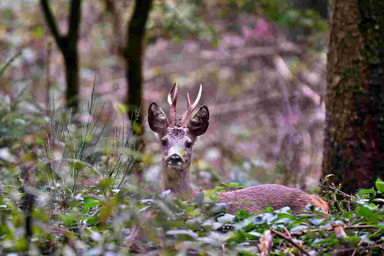 Action de chasse au grand gibier dans le Vexin français