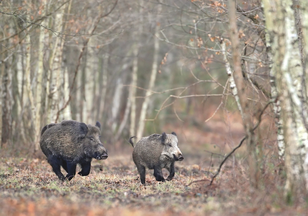 Affût du sanglier pour les archers, Gironde