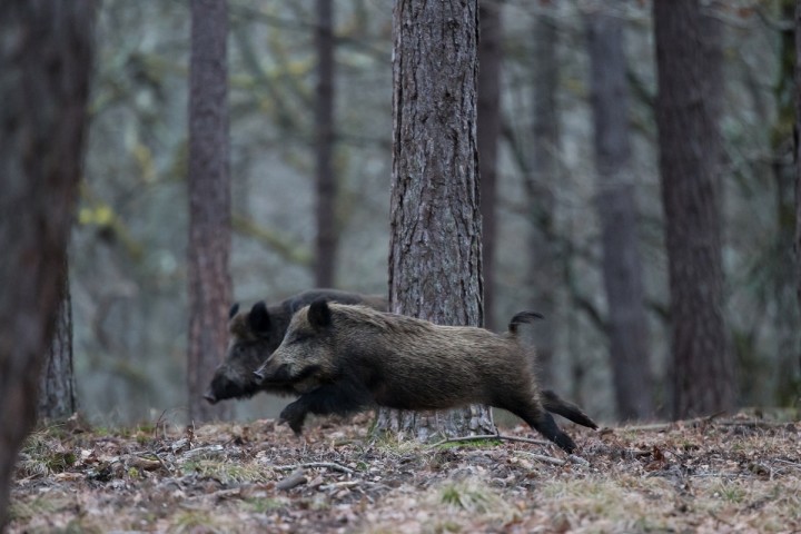 Actions de chasse au gros gibier et au gibier d’eau dans le Val-d'Oise